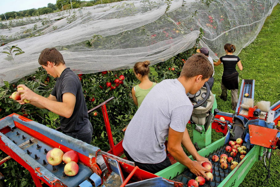 "Des bras pour ton assiette" : l'appel à l'aide des agriculteurs