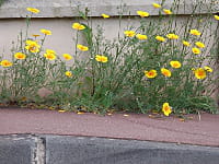 bouton dor gã©rard robert