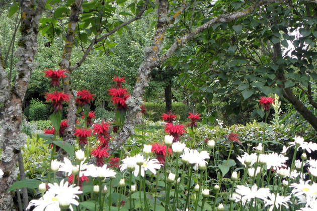 Monardes et marguerites