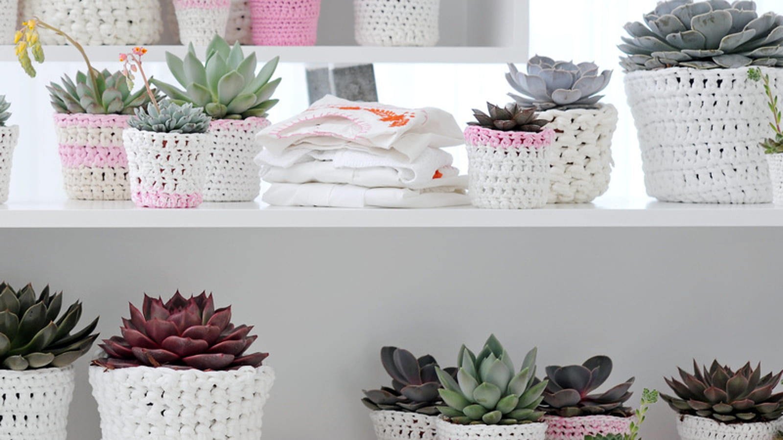 Echeverias