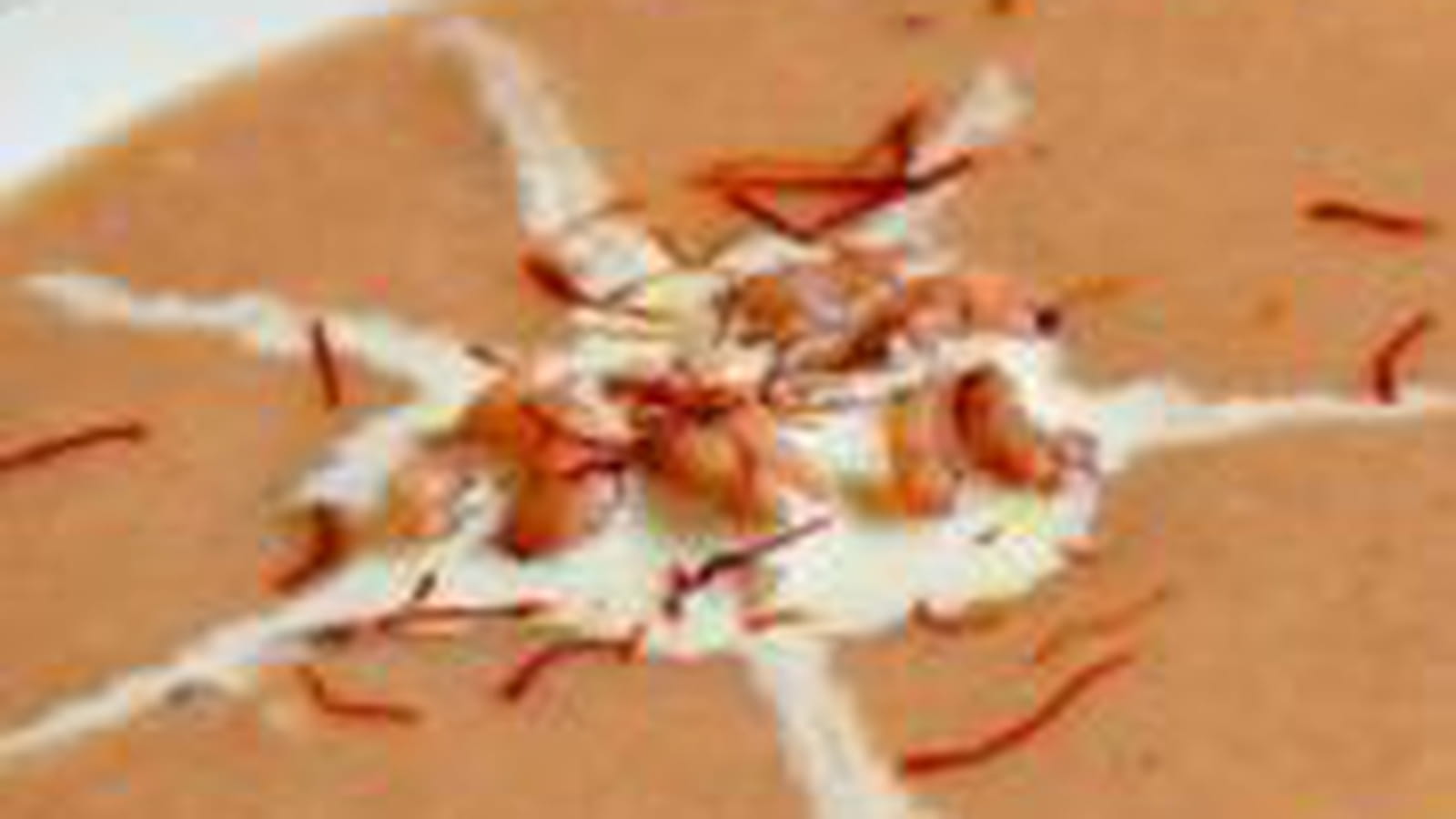 Velouté de crevettes grises au curry et safran