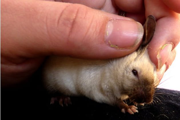 Franklin adore les papouilles