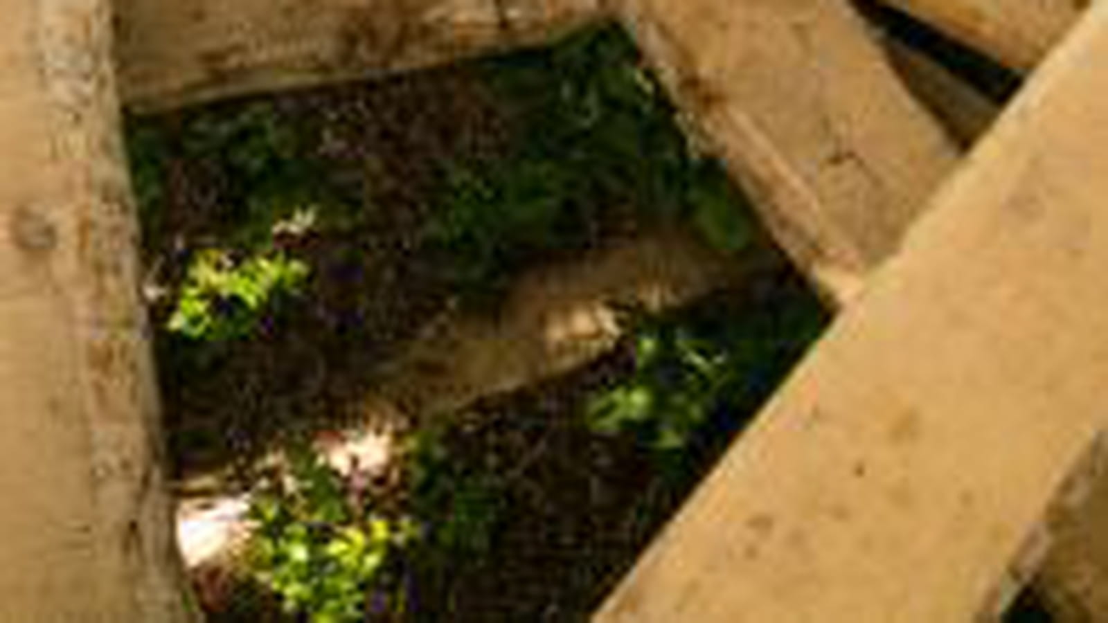 Jardin d'ombre