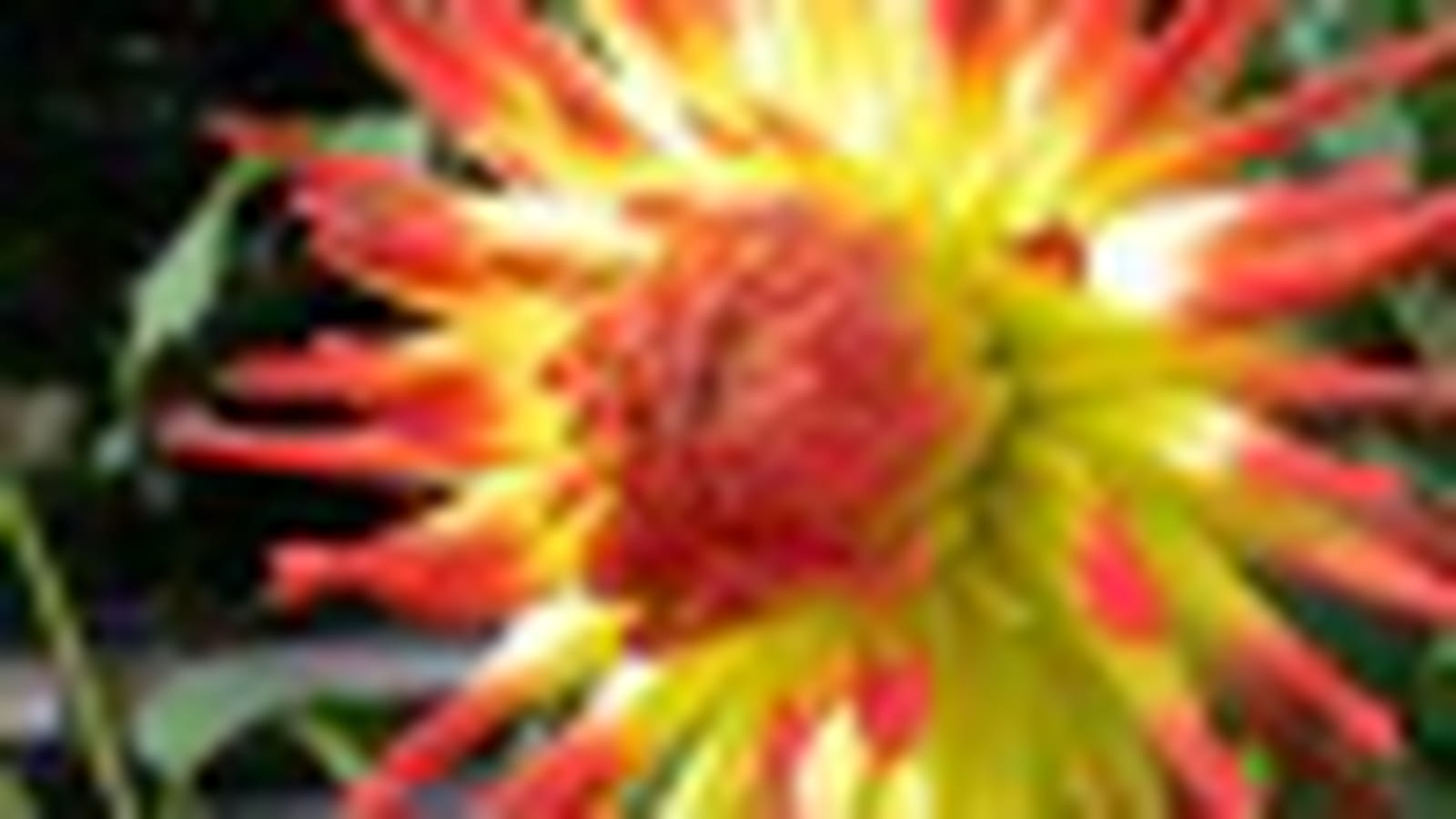 Tel un tournesol