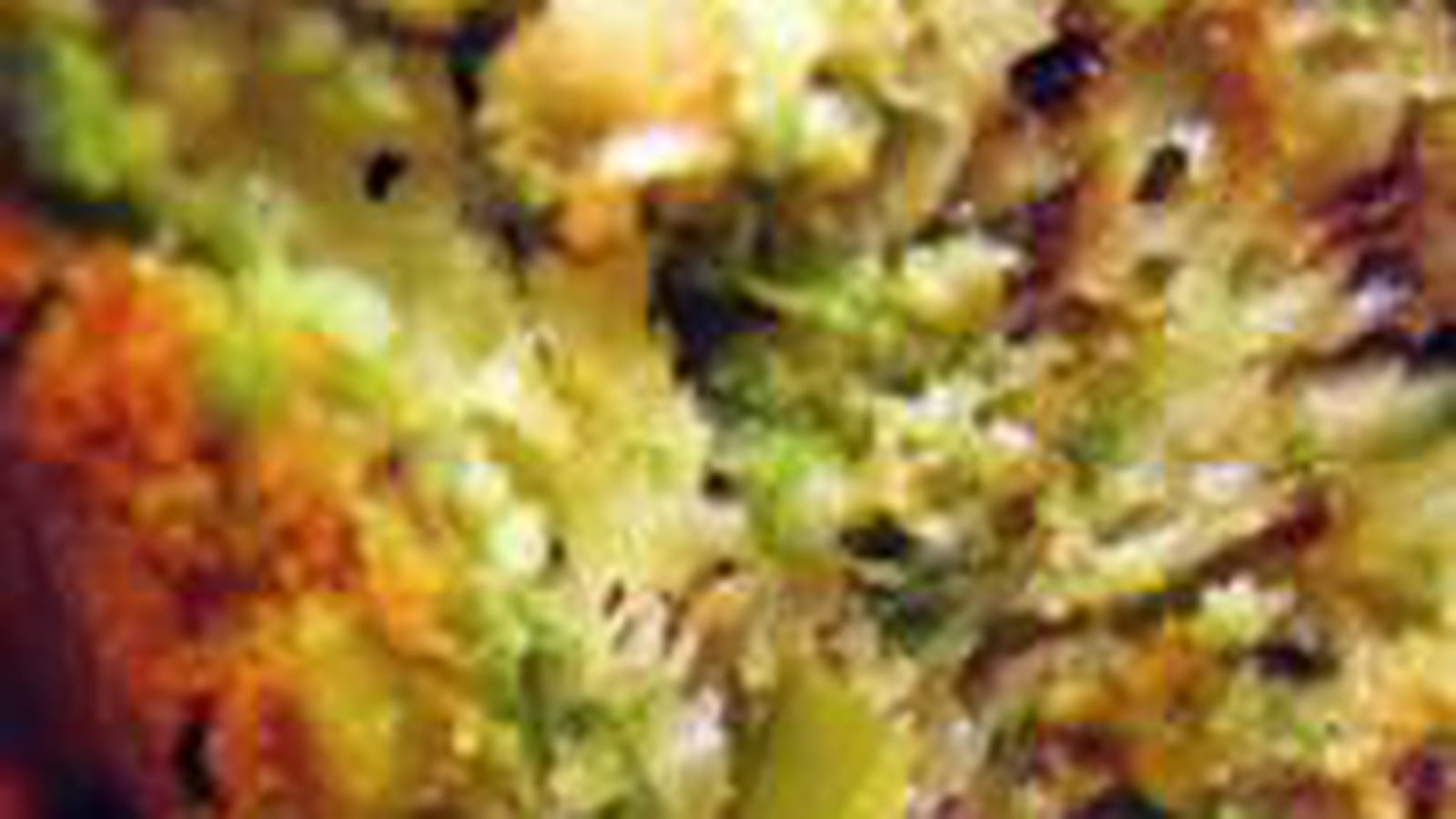 Cake à la roquette, aux noix et pistaches
