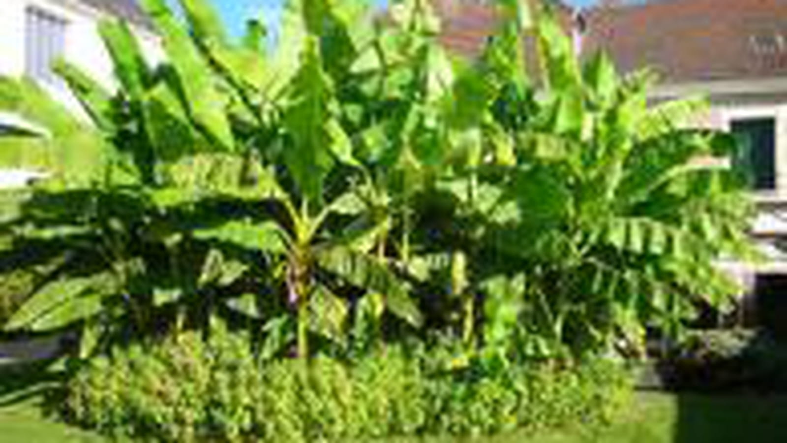 Une petite bananeraie