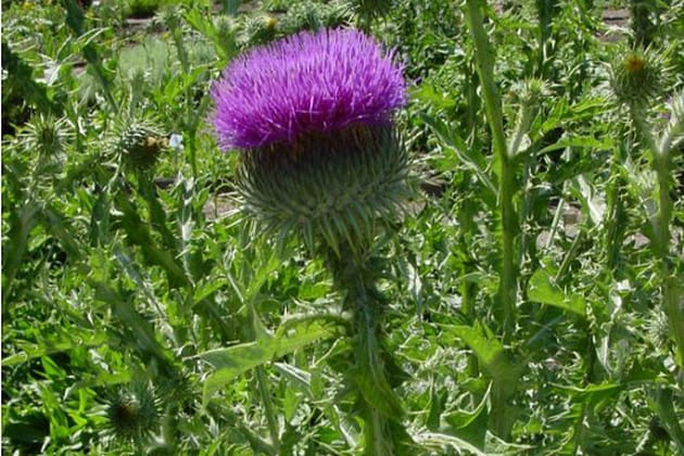 Qui s'y frotte s'y pique&nbsp;!