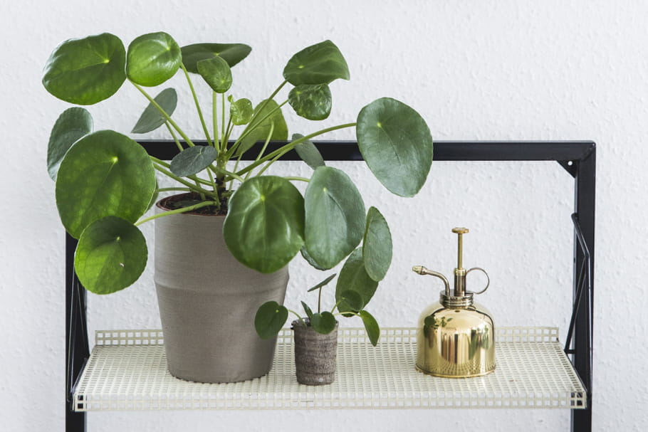 Pilea
