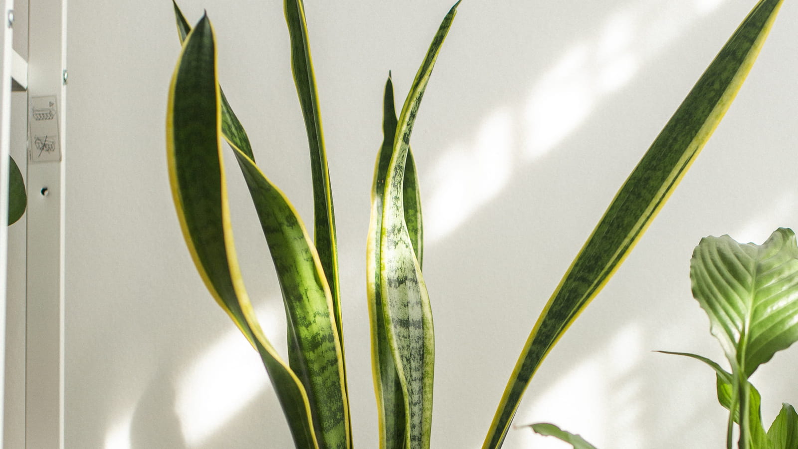 Sansevieria