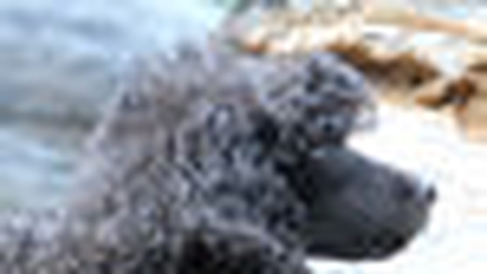 Caniche