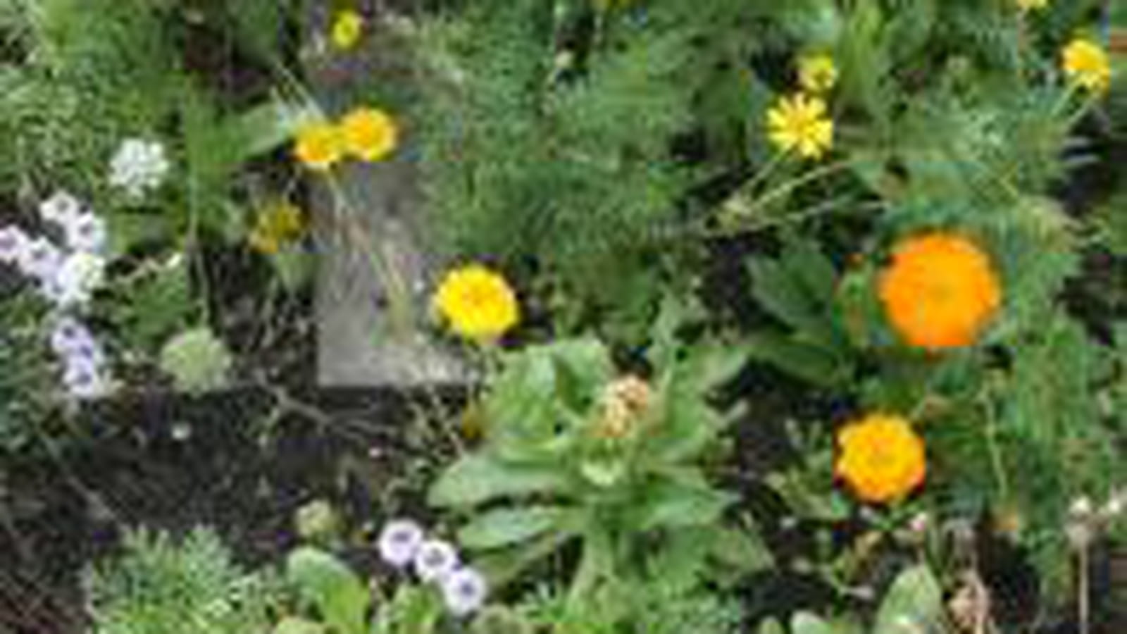 Fleurs