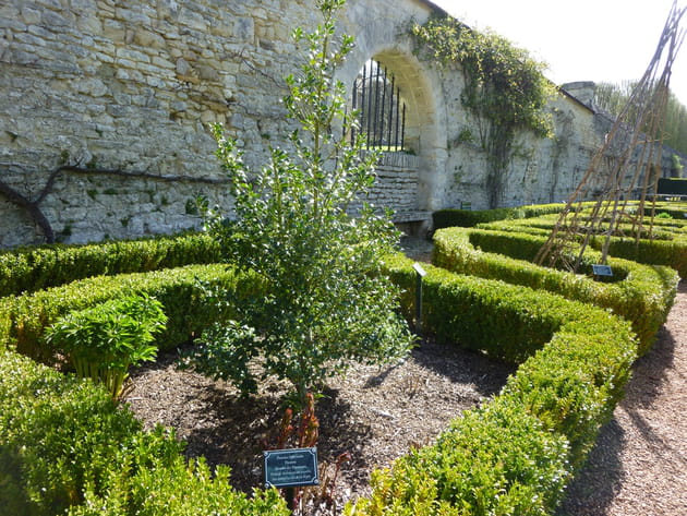Des plantes magiques