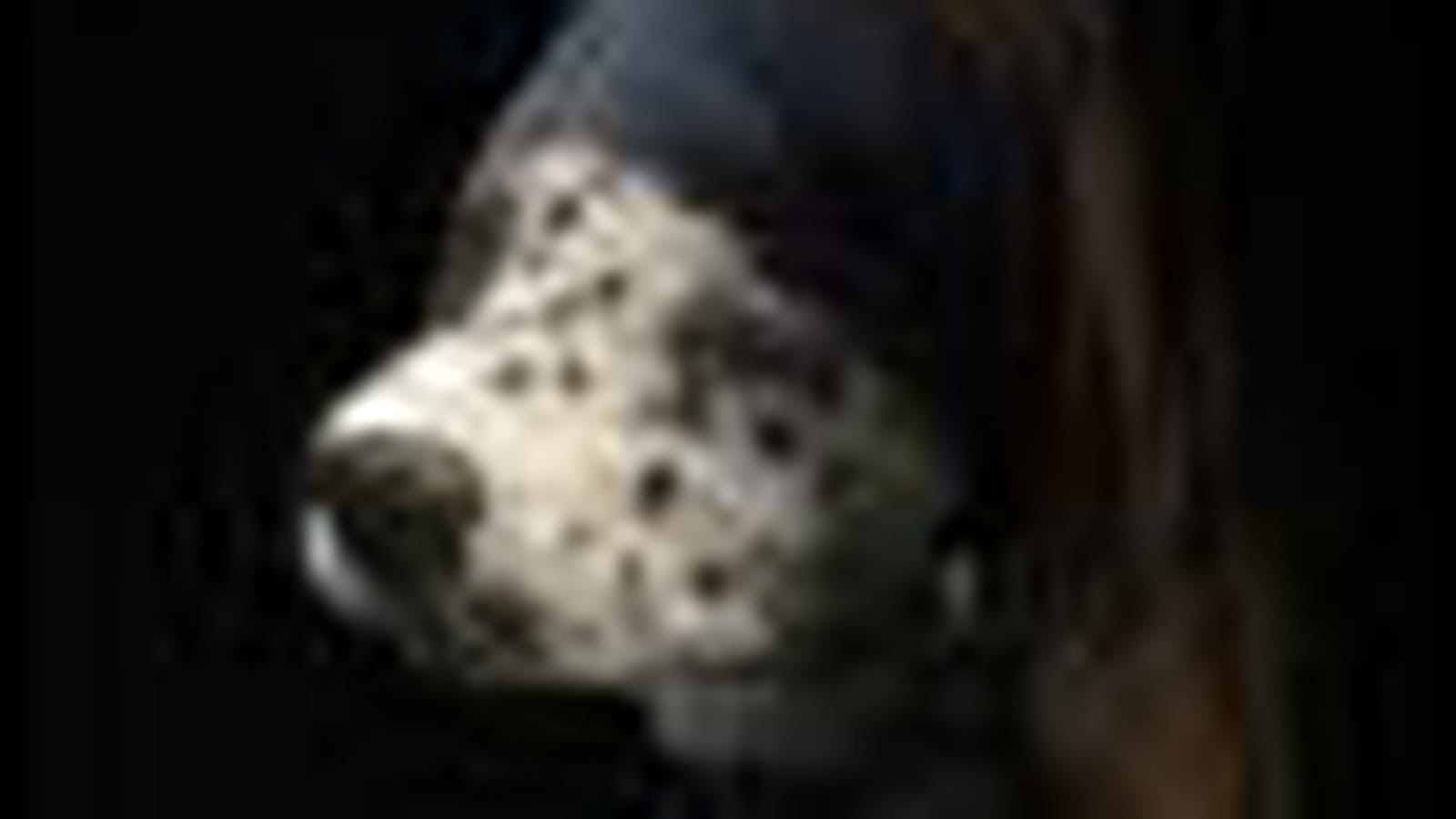 Dalmatien