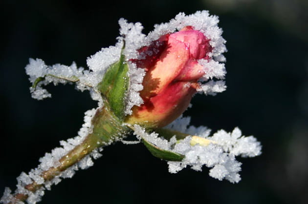 Une rose &agrave; No&euml;l
