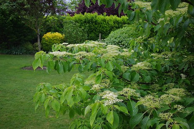 Au d&eacute;tour d'un arbre