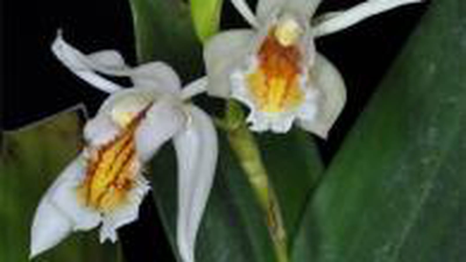 Coelogyne sanderae