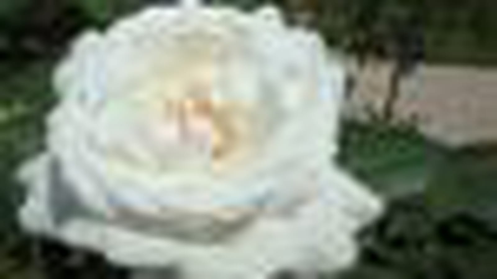 Cosmos ®