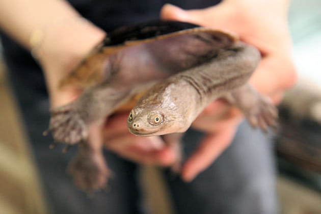 La tortue au cou de serpent