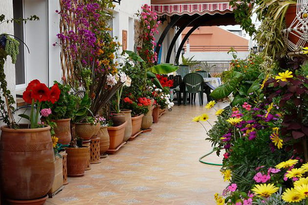 Des fleurs &agrave; foison