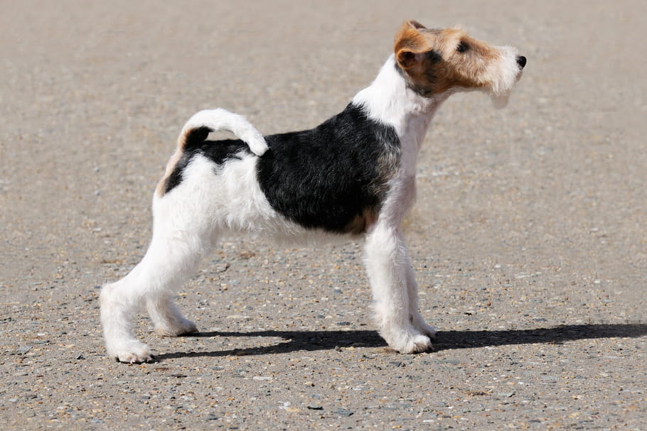 Fox Terrier