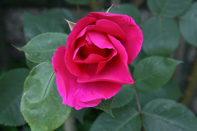 Rose &eacute;carlate