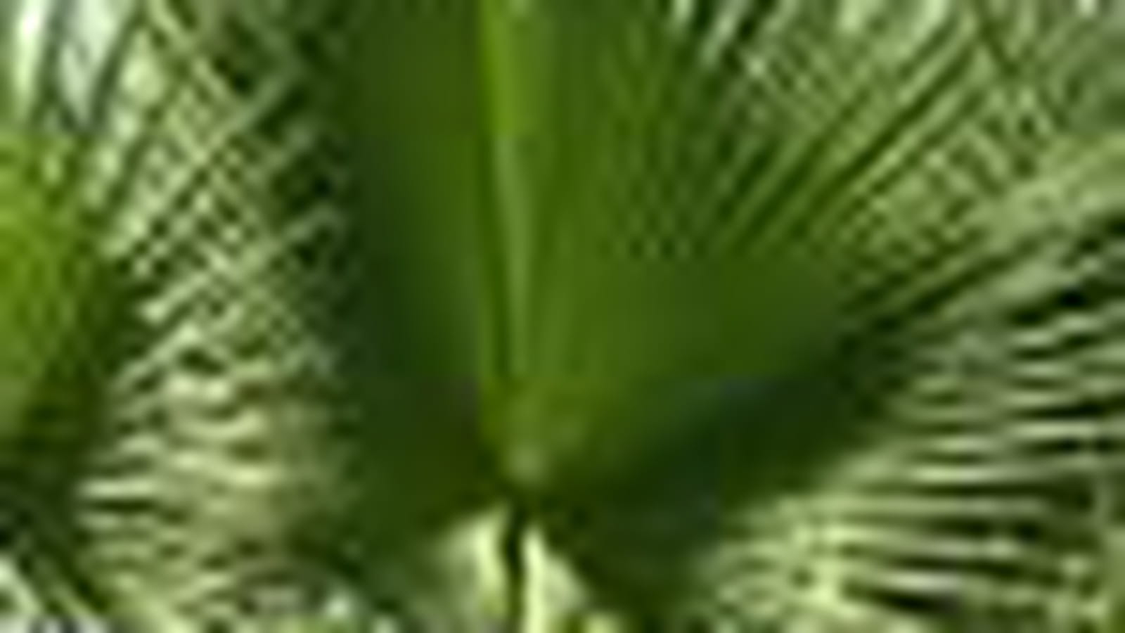 Brahea edulis