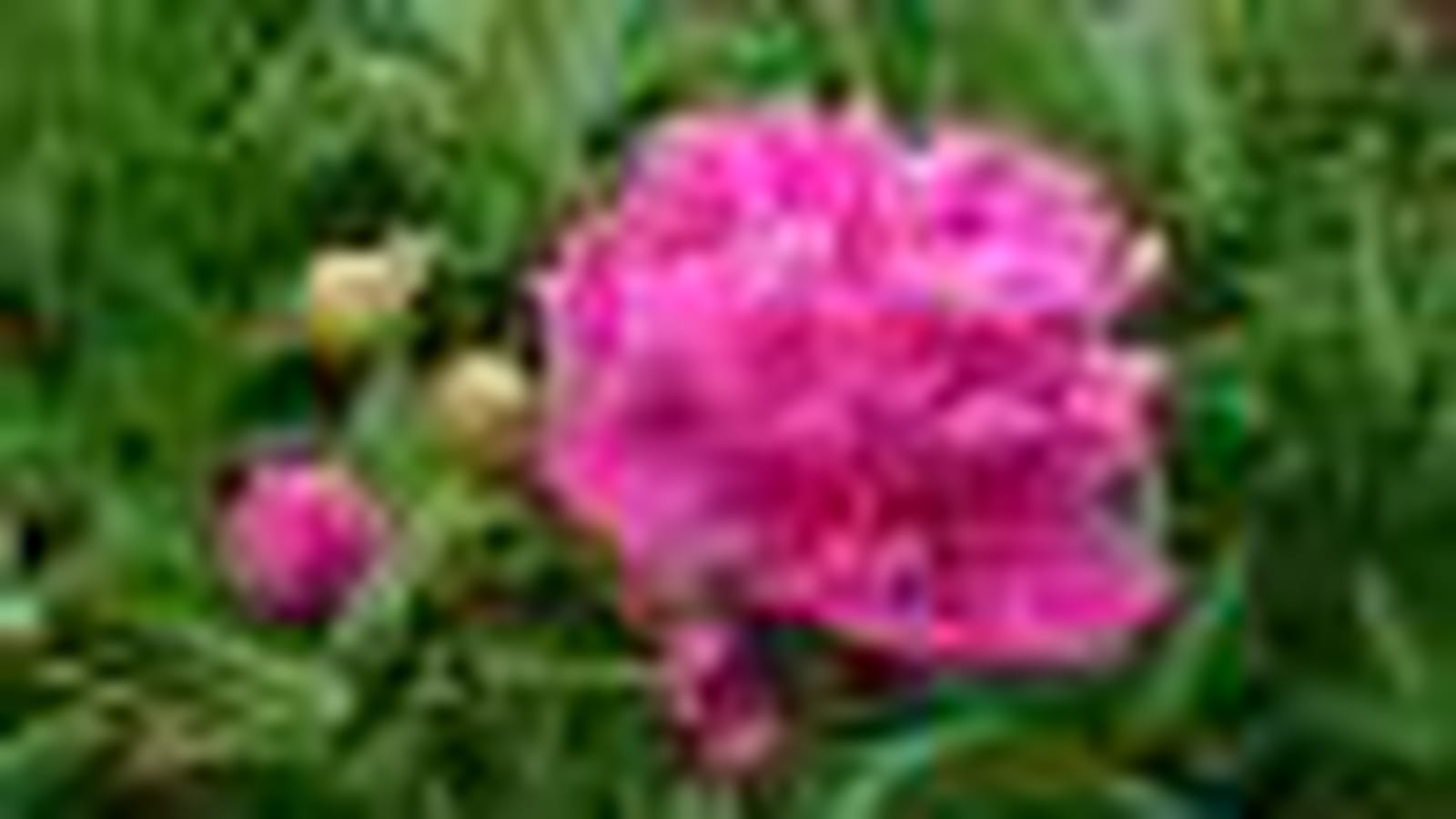 Pivoines