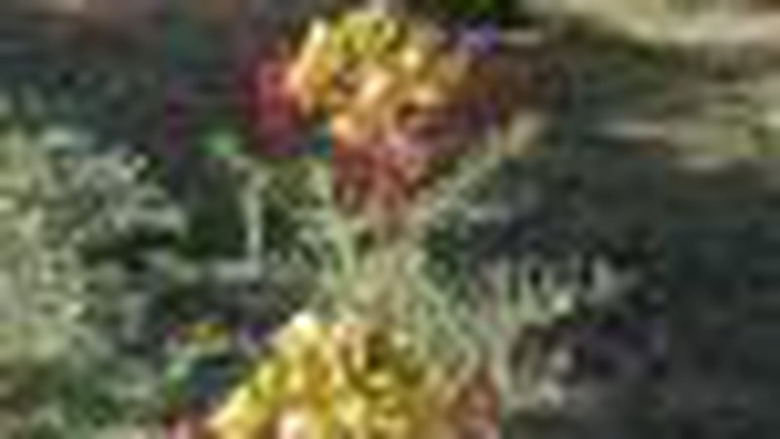 Poincinia