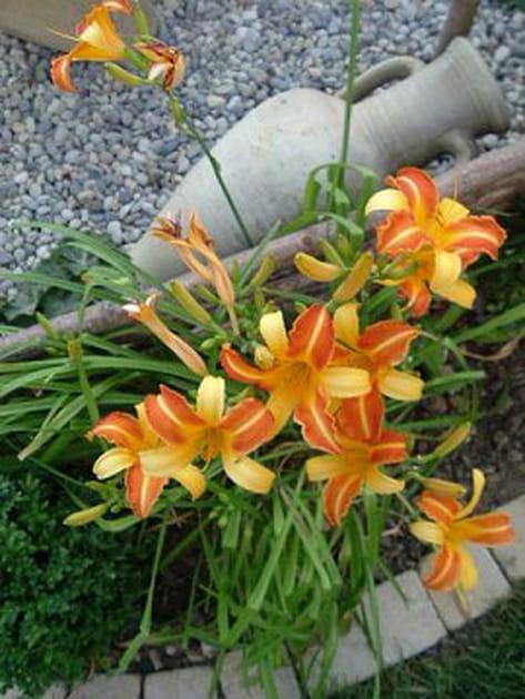 Le panache de l'h&eacute;m&eacute;rocalle