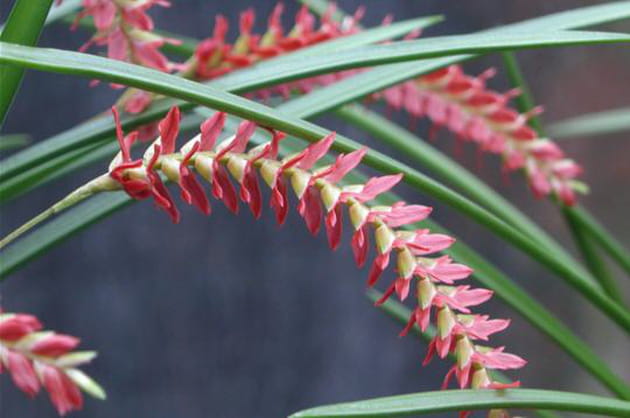 Dendrochilum Wenzelii