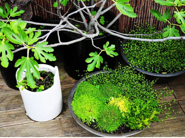 Après : de la mousse contre les mauvaises herbes