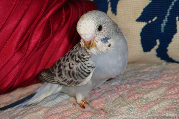 Une perruche qui fait la moue