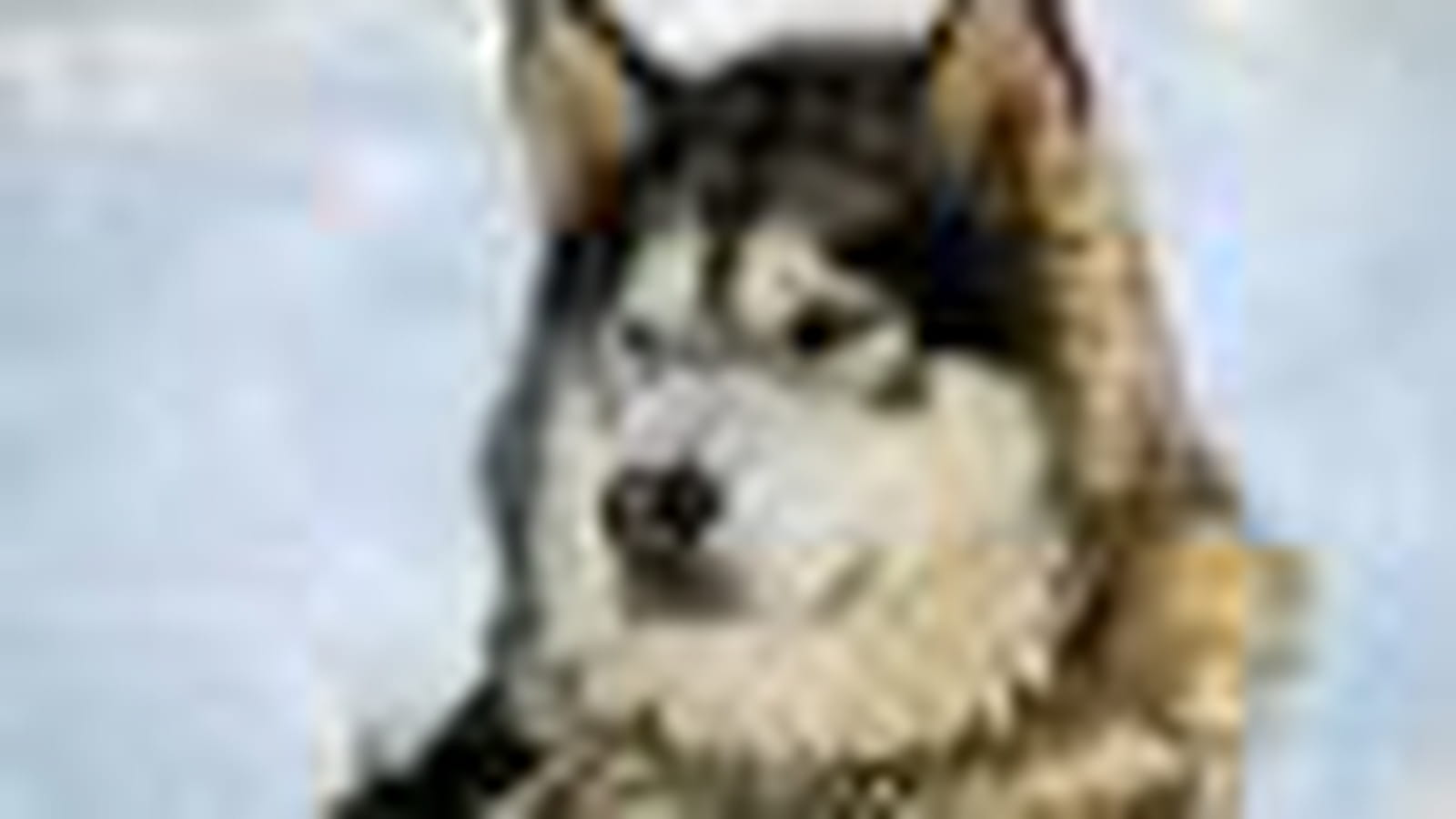 Alaskan Malamute