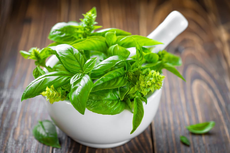 Basilic : ses bienfaits pour la santé