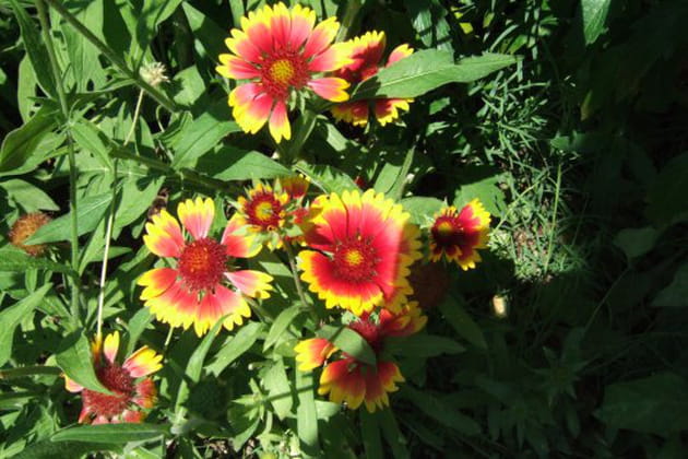 De robustes gaillardes