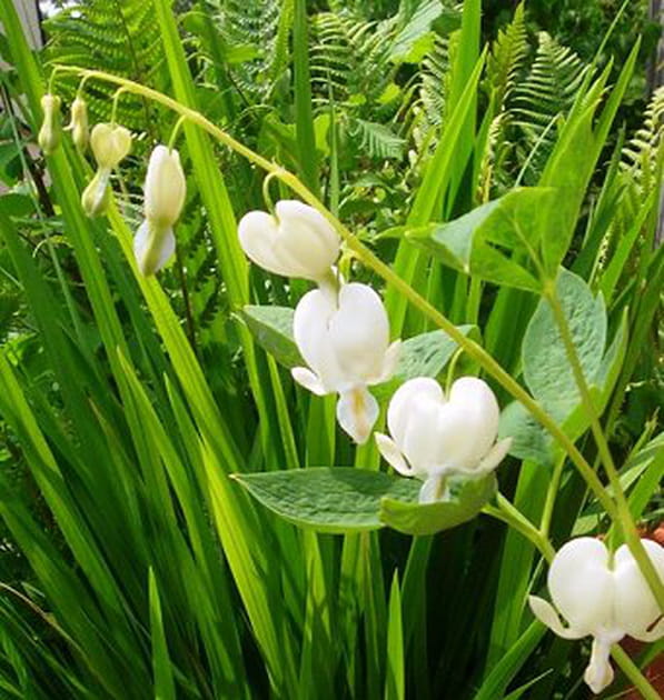Drôles de clochettes en forme de cœur