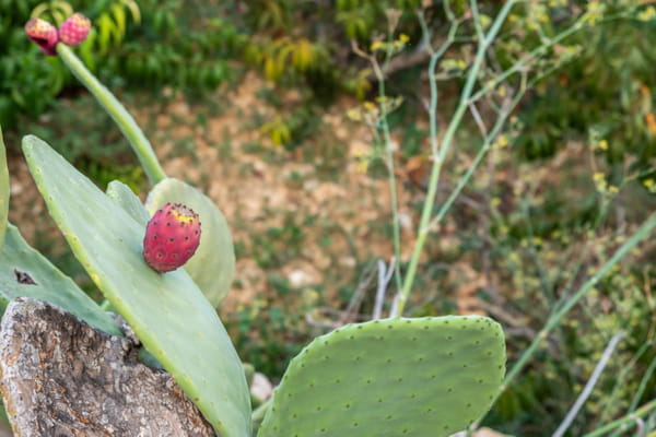nopal-cactus