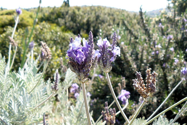 La lavande venue d'ailleurs