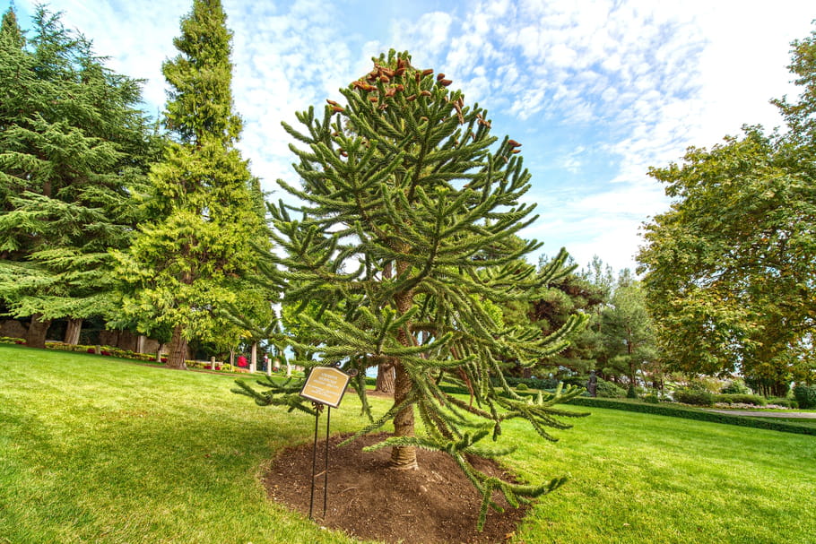 Araucaria Araucana D sespoir Des Singes Planter Entretenir Et Bouturer Araucaria Araucana D sespoir Des Singes Planter Entretenir Et Bouturer