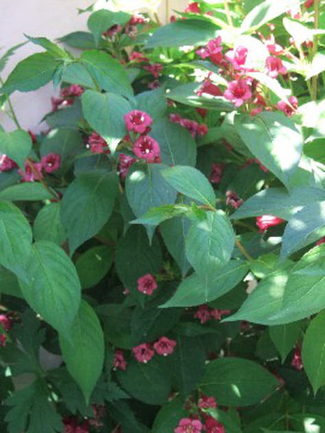 La magnifique floraison du weigelia