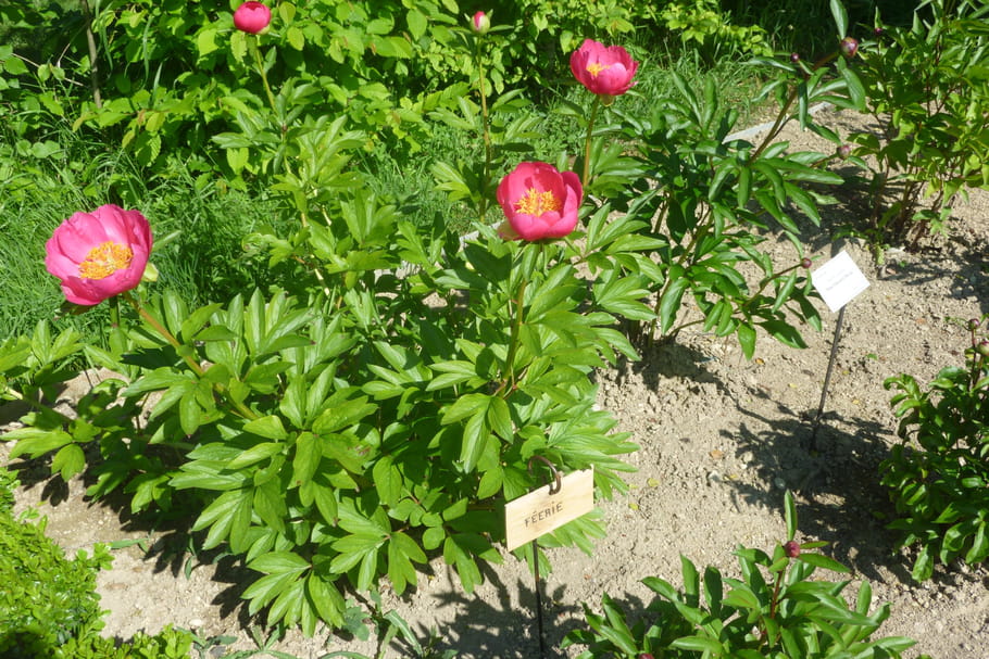 Pivoine
