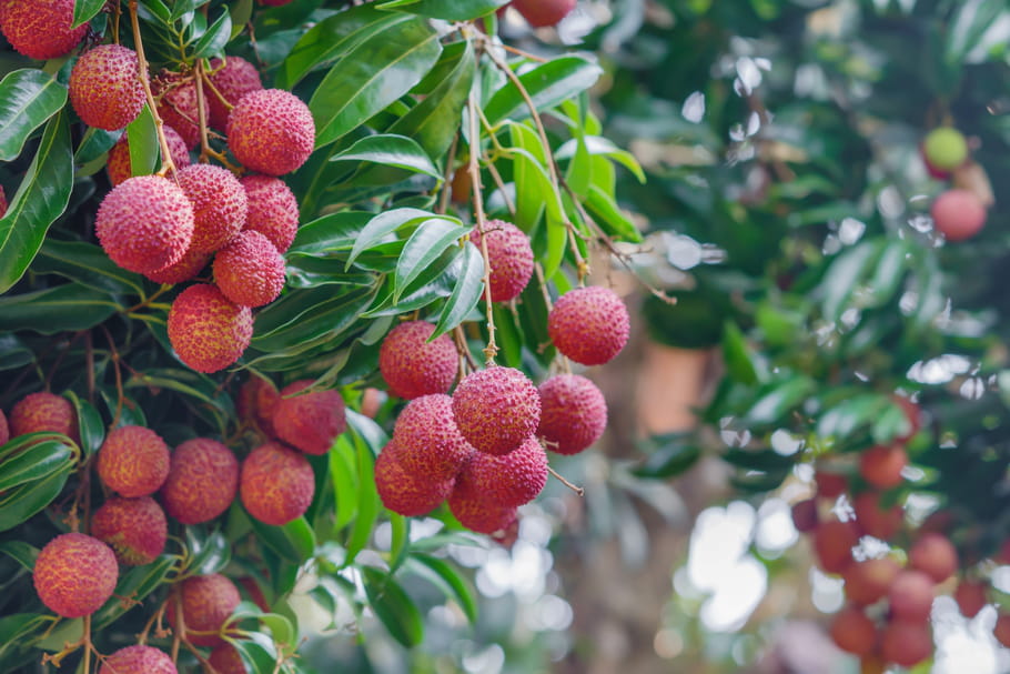 Litchi