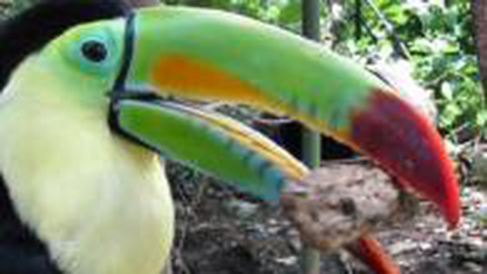 Le toucan à carène