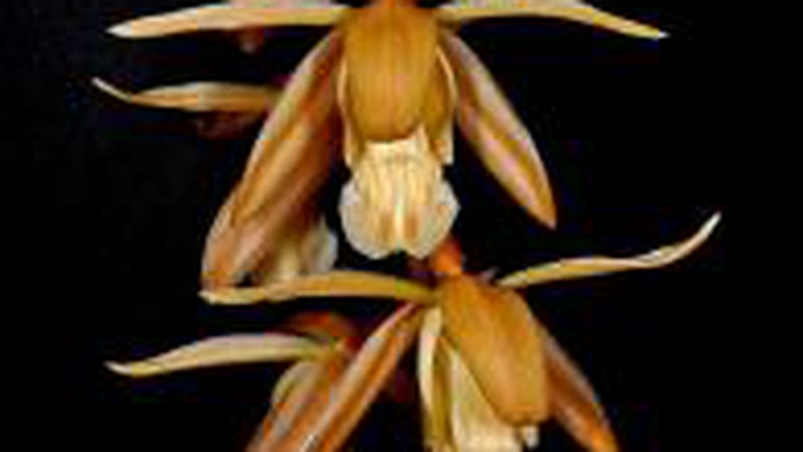 Coelogyne buennemeyeri
