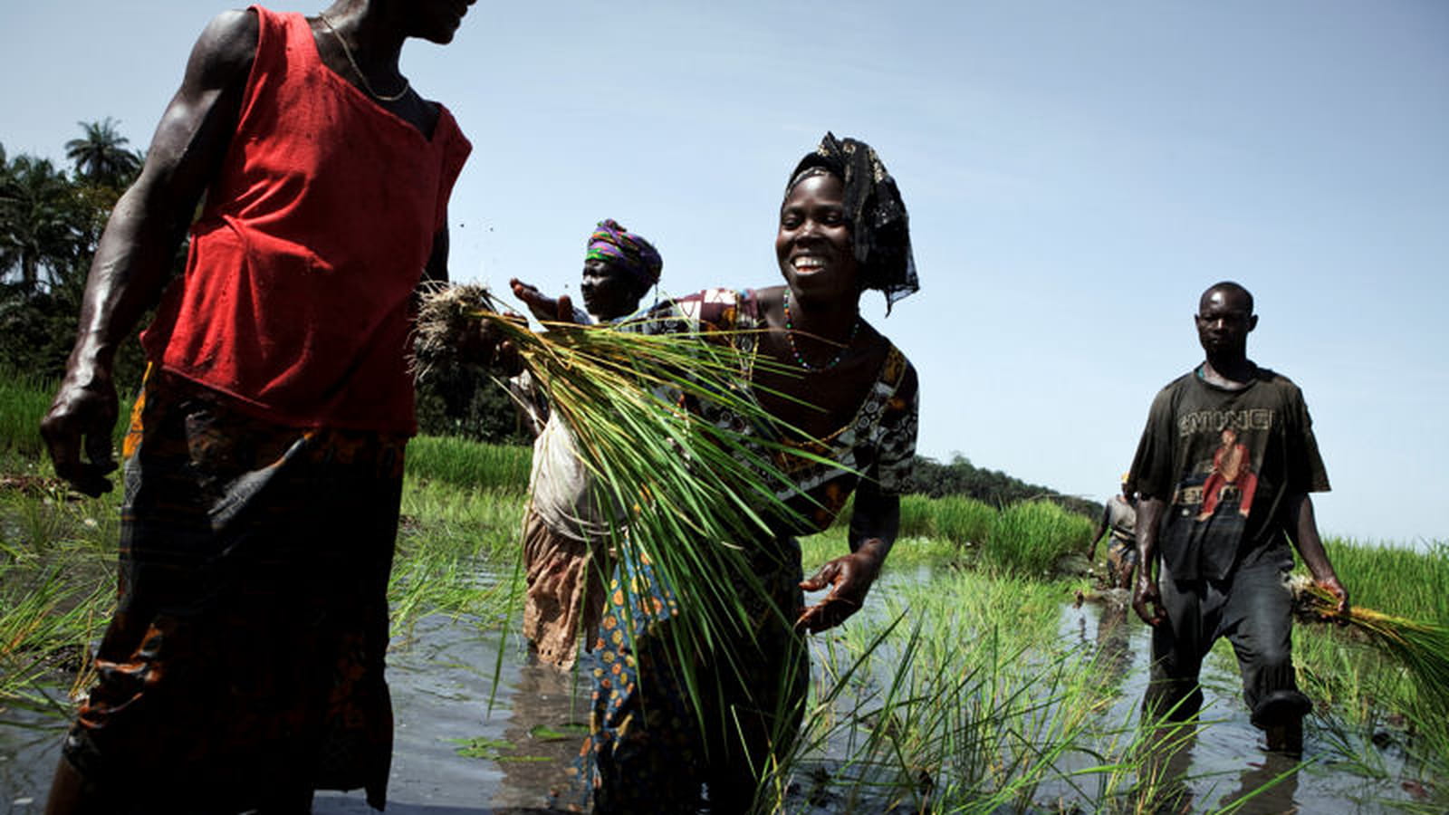 Culture du riz