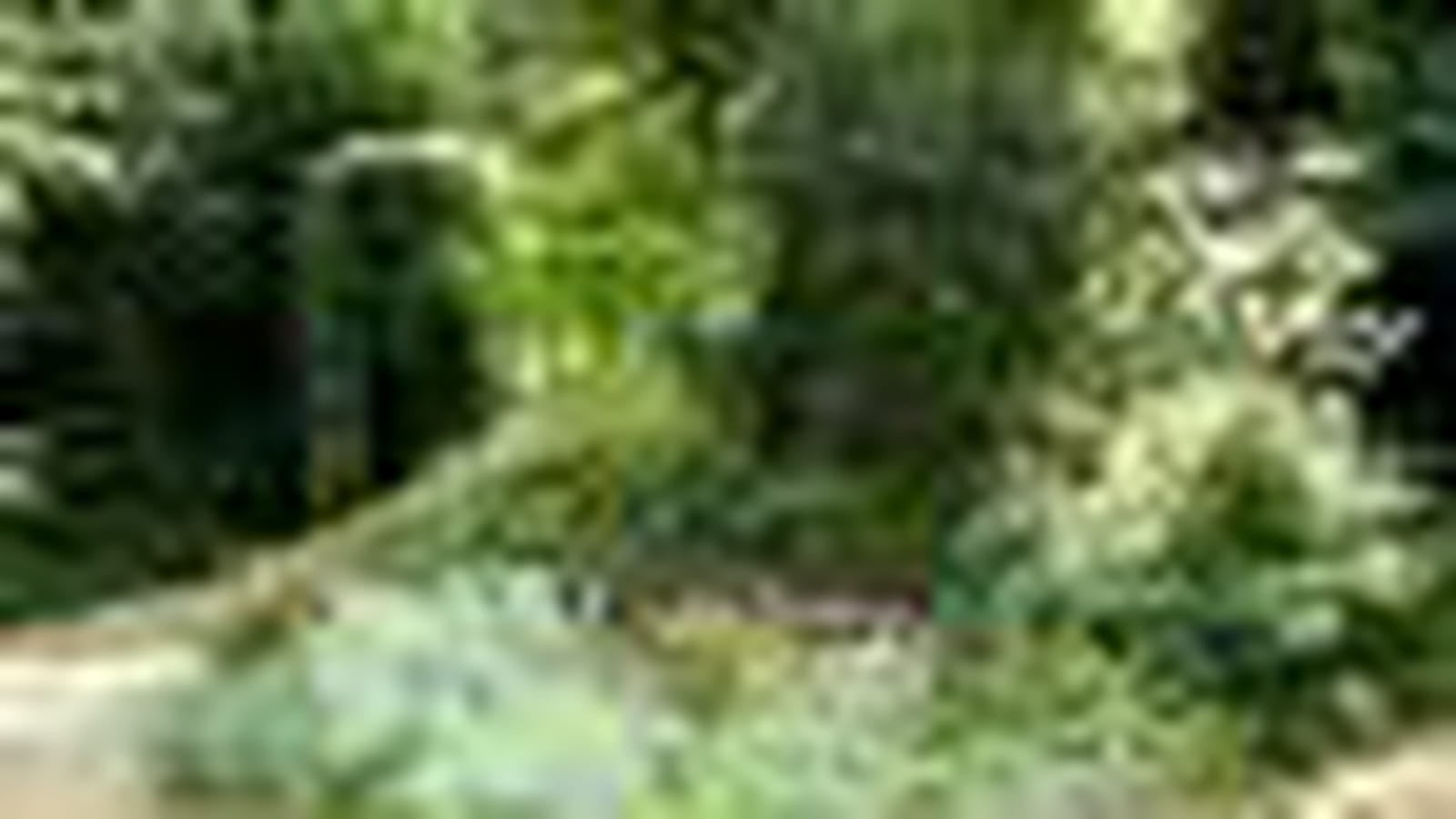 Jardin des Bauches