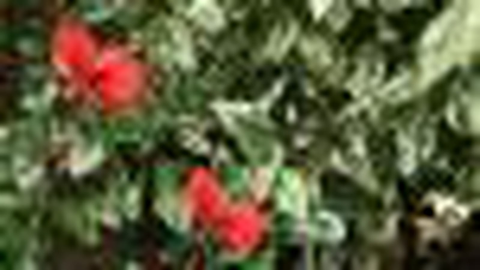 Rose de Chine 'cooperi'