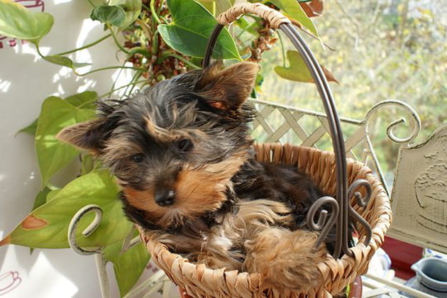 Dandy ne dort pas dans n'importe quel panier