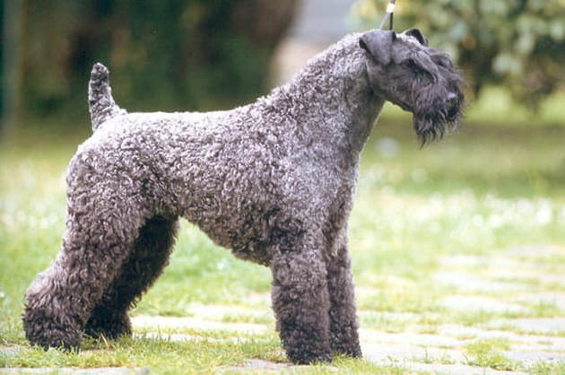 Le kerry bleu terrier
