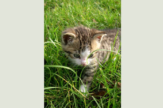 Scotchy et ses premiers pas